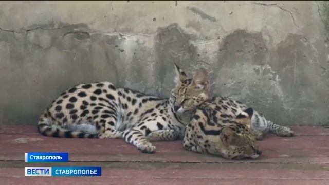Новые обитатели поселились в парке Победы в Ставрополе смотреть онлайн