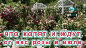 Самое важное о розах после первой волны цветения.