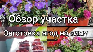 Обзор участка на конец июня/Заготавливаем ягоду на зиму/Артём помогает/Урожай растёт