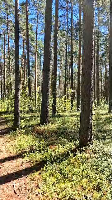 Лес