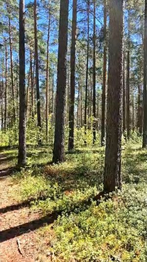 Лес.Запись эфира