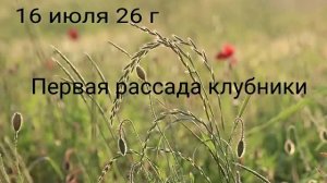 Ого , за 1,5 недели , саженцы клубники готовы к посадки.