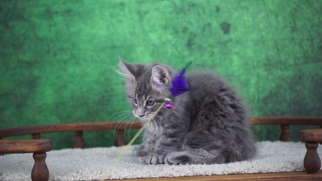 Samuel 3 месяца