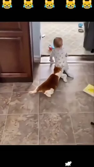 Коты,,,