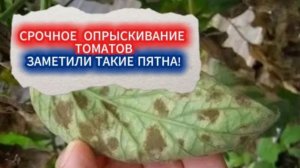 Когда листья томатов буреют в теплице - экстренная обработка от кладоспориоза ( бурая пятнистость)