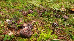Готовимся к сезону шишек - в Югре установили лимит на сбор кедрового ореха