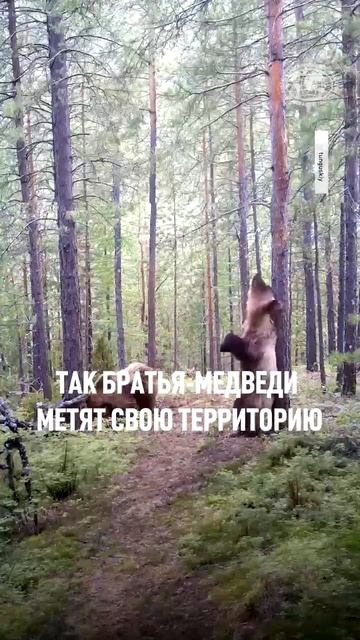 Вы также радостно завершаете рабочую неделю? 🐻 «Танцы» медведей засняли в заповеднике «Тунгусский"