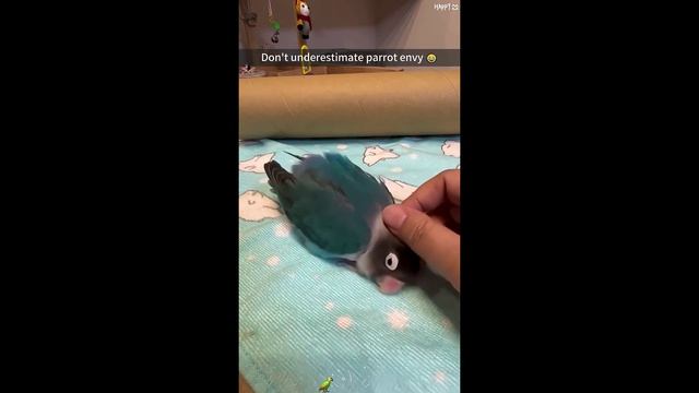 Part 12_Don't underestimate the jealousy of parrots😂 #fyp #pet #foryou#bird #fu смотреть онлайн