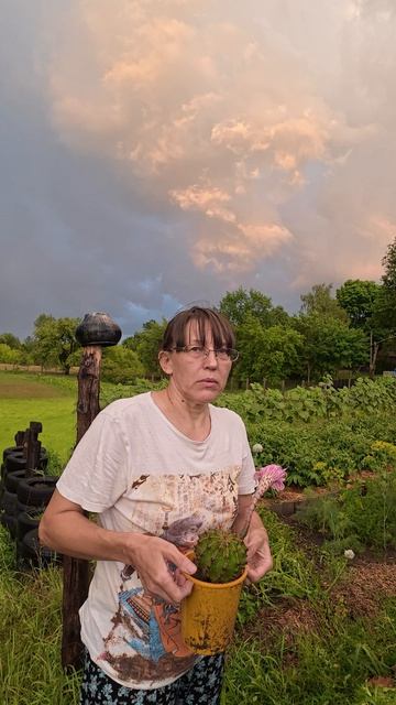 Укроп захватил грядки! Что делать? 🌿 Укроп захватил грядки! Что делать? 🌿