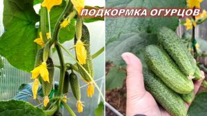 Подкормка огурцов кальциевой селитрой. Когда, как и сколько вносить удобрения