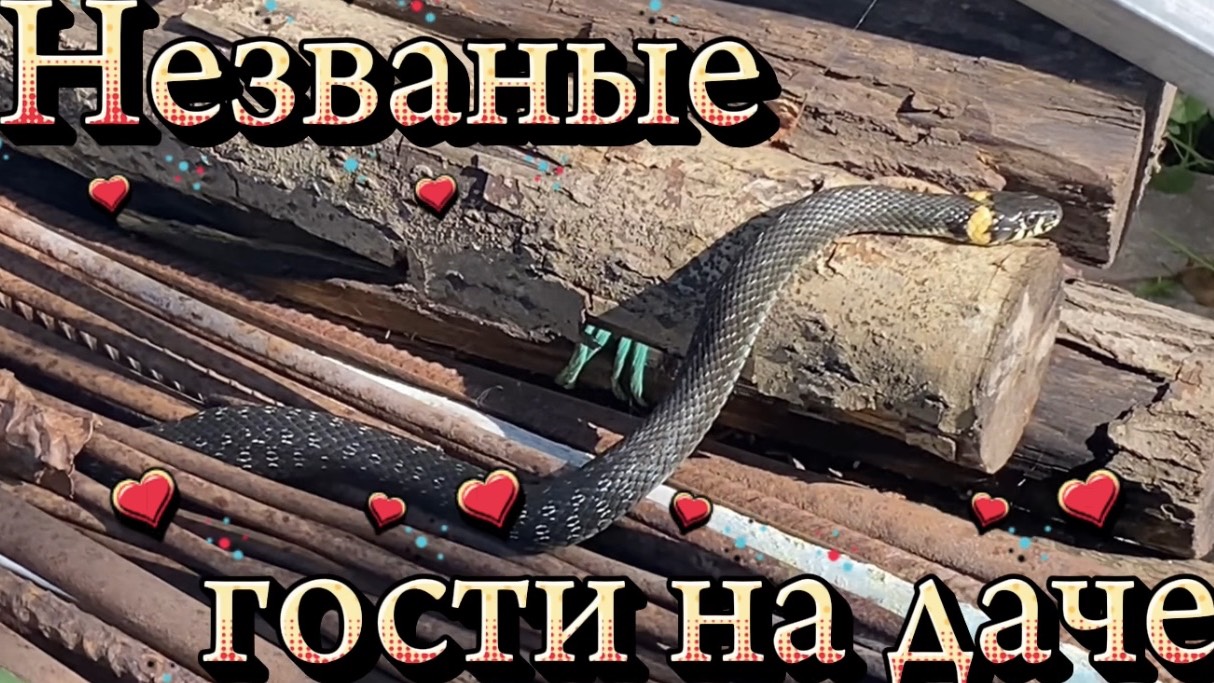 ДАЧНЫЙ СЕЗОН 2026