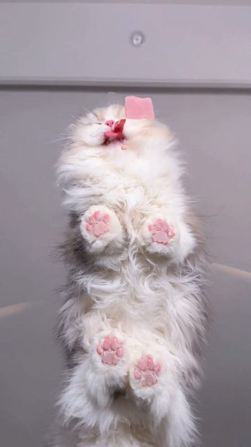 кот кушает