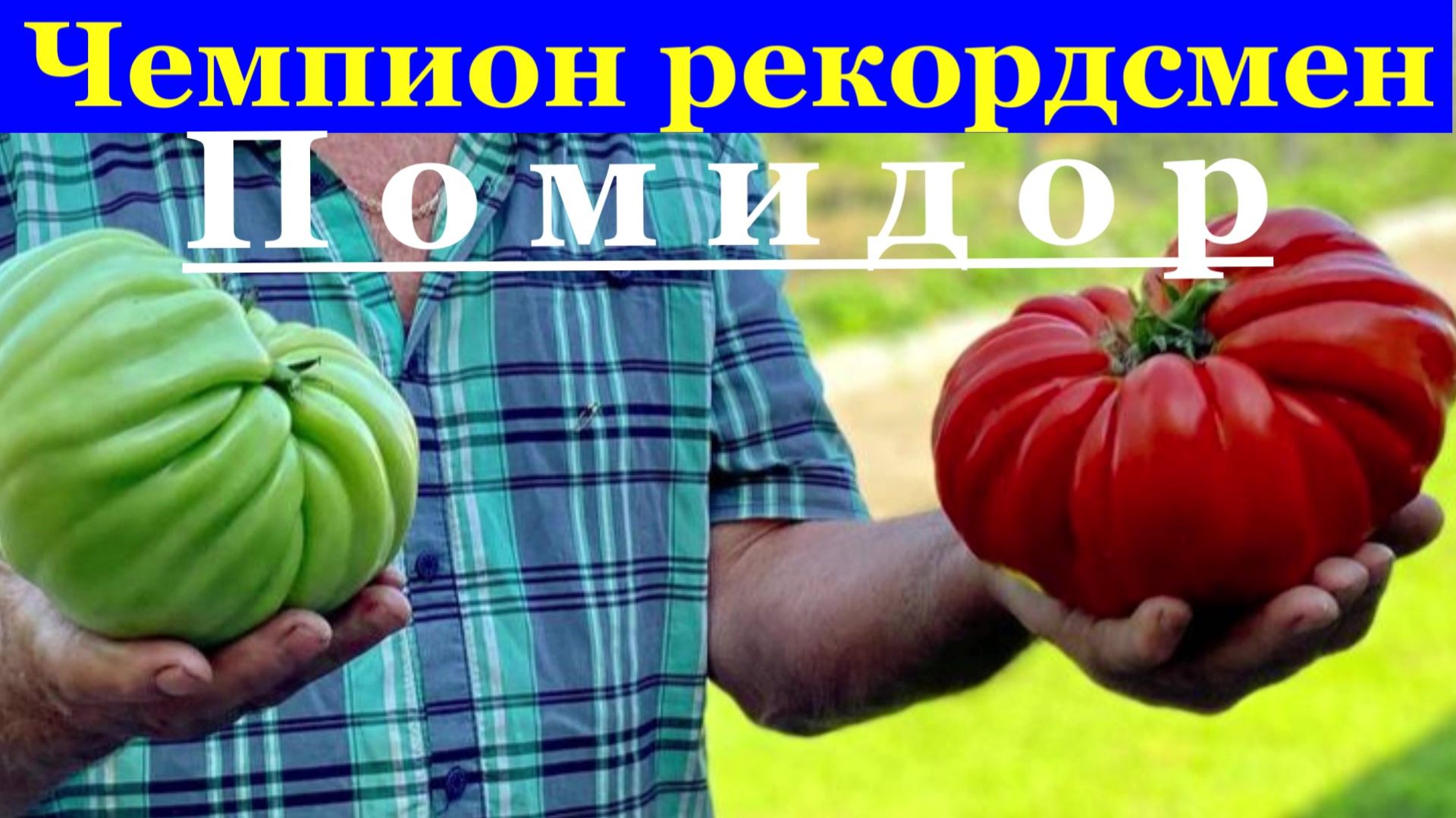 ПОМИДОР чемпион рекордсмен День Минусинского помидора