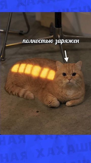С Днём вкусной еды!!! смотреть онлайн
