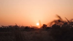 Закат в пшеничном поле
