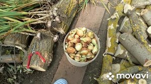 Выкопала чеснок и лук.Пришла посылка с хостами.Жарю котлеты