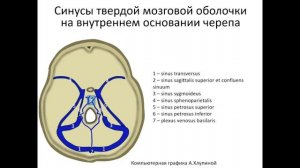 Синусы твердой мозговой оболочки
