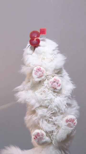 кот кушает