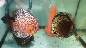 Летний обзор разводни и рыбок на продажу