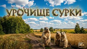 Урочище Сурки. Липецкая область. Прогулка по уголку  первозданной природы в 4K.
