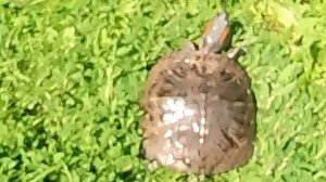 Похождения черепахи 🐢