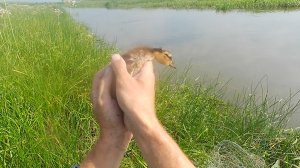 Кастинговая сеть ф5,05м, яч31мм ловит не только рыбу 🤣.