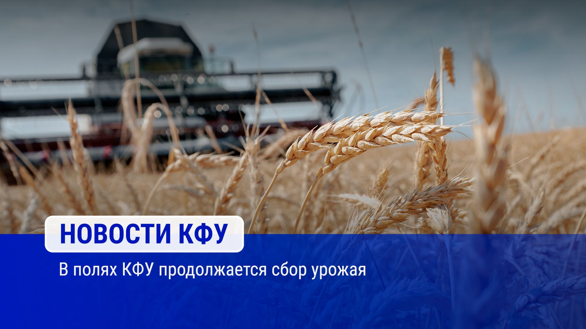 В полях КФУ продолжается сбор урожая