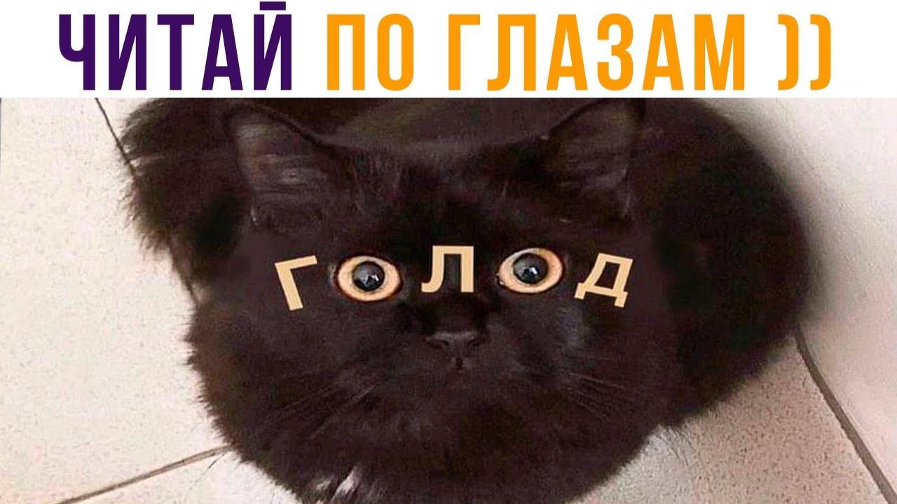 ЧИТАЙ ПО ГЛАЗАМ))) Приколы с котами смотреть онлайн