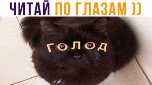 ЧИТАЙ ПО ГЛАЗАМ))) Приколы с котами