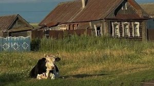 КАК ЖИВЕМ,ТО и ПОКАЗЫВАЕМ// Повседневная сельская жизнь.