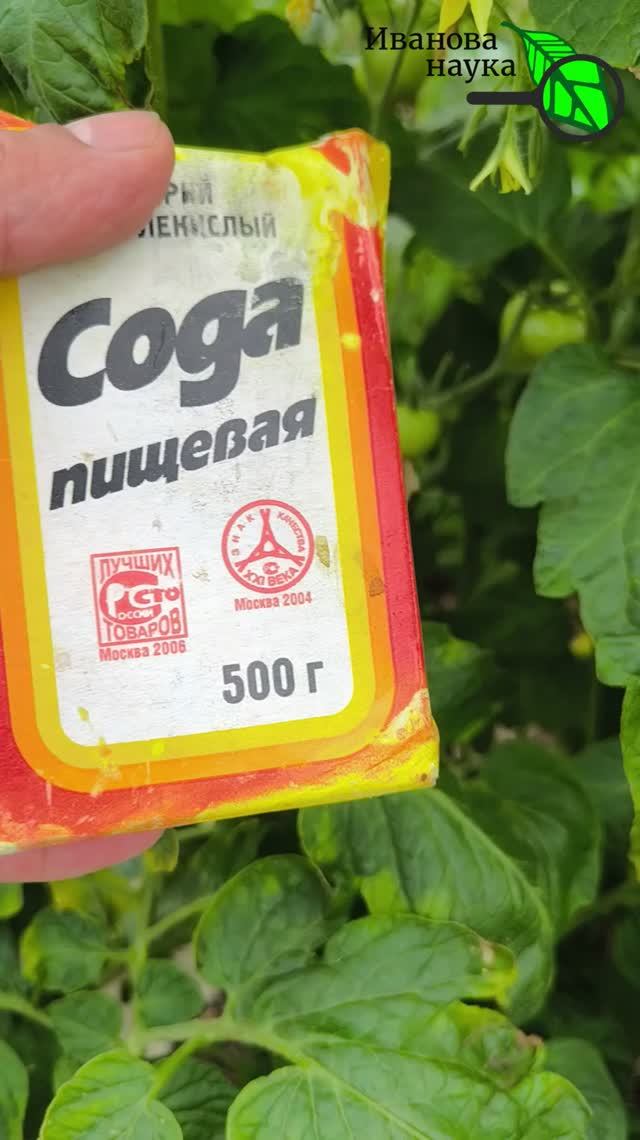 🌟 БОЛЕЗНИ ПОБЕЖДАЮТ? 💧 Щепотка соды спасает сад и огород от всех болезней! 🌿 Секрет в соде!