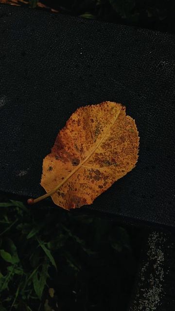 Один дождливый день в деревне. 🌱☔