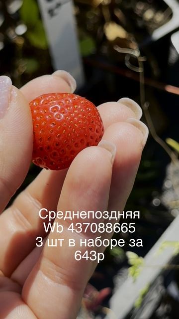 Сладкая клубника, любимая