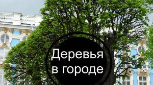 +Надо ли обрезать неплодовые деревья?