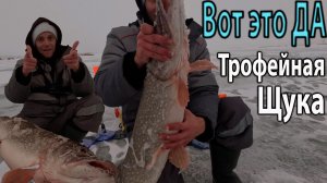 Трофейная Щука Зимой на Жерлицы на бесплатном пруду #щуканаживца #щуказимой