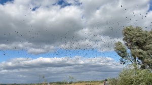 Мормышинг в Сильный ветер. Возможно ли? Рыбалка в непростых условиях.