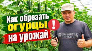 Уникальный способ формирования огурцов на увеличение урожая!