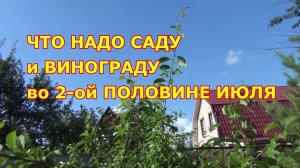 ЧТО НАДО САДУ и  ВИНОГРАДУ во 2-й ПОЛОВИНЕ ИЮЛЯ