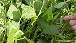 🫛Стручковая фасоль🌱