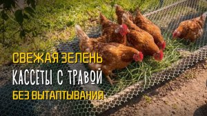 Кассеты с ТРАВОЙ для КУР: как я озеленил выгул 🌱🐔