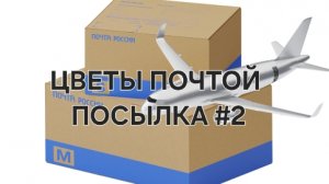 Цветы Почтой часть2