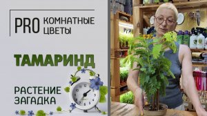 Тамаринд - комнатное бобовое растение - загадка. Как ухаживать за растением: полив, пересадка, свет.