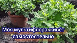Моя мультифлора на сегодня ,без ухода и подкормок.
