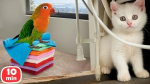 Кот Кефир и попугай: как подружиться и не бояться 🐱🦜 Мука летит во все стороны! | Животные