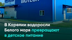 В Карелии водоросли Белого моря превращают в детское питание