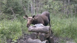 Лосиха и лосёнок на солонце | Trailcam D11 #3