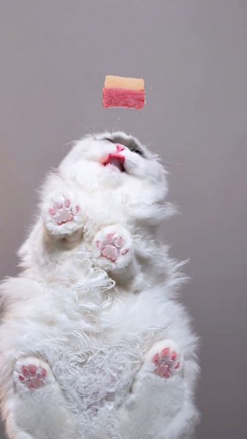 кот кушает