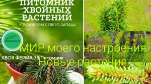 06.2026 Новые Хвойные от ХвояФерма78,часть 1