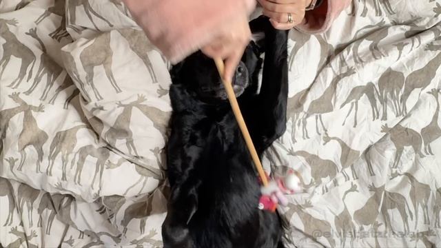 My dog booked a haircut and a spring glow up ✨ смотреть онлайн