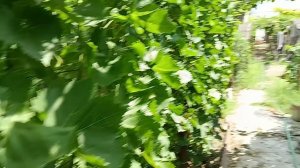 необходимые мероприятия на винограднике в момент созревания гроздей.